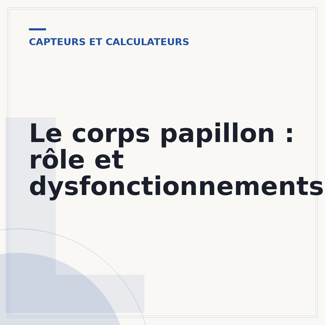 Le corps papillon : rôle et dysfonctionnements